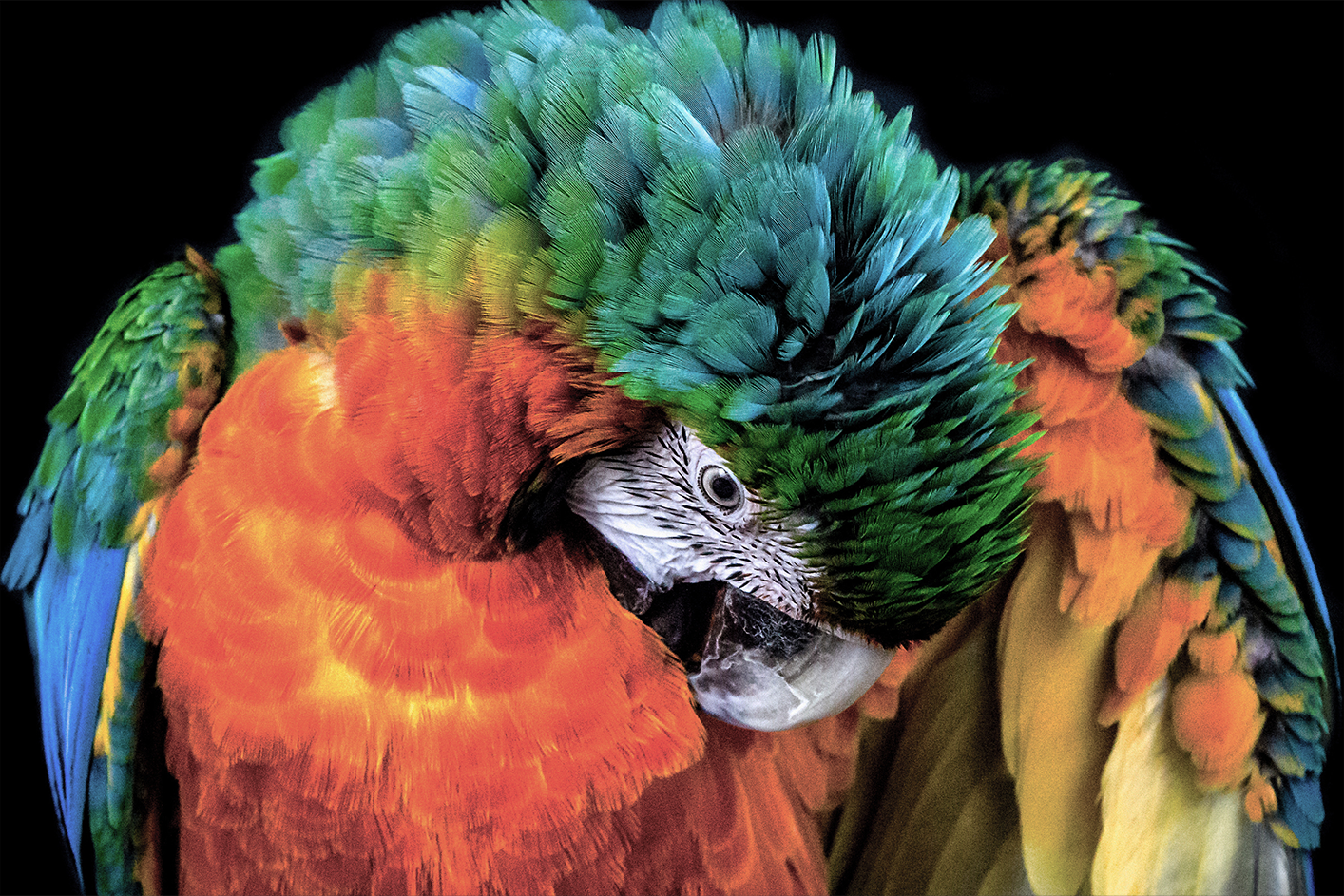 Loro en una pantalla convencional